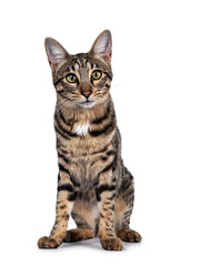 Cute young Savannah F7 cat, sitting facing front. Looking at camera with green / yellow eyes. Isolated on a white background.
