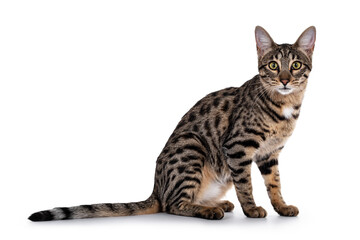 Cute young Savannah F7 cat, sitting side ways Looking at camera with green / yellow eyes. Isolated on a white background.