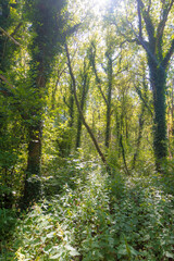 Forest trail on a sunny day in The Noordhollands Duinreservaat, The Netherlands