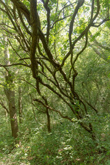 Naklejka premium Forest trail on a sunny day in The Noordhollands Duinreservaat, The Netherlands