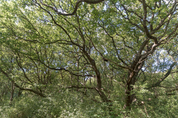 Forest trail on a sunny day in The Noordhollands Duinreservaat, The Netherlands