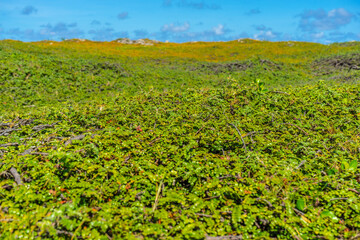 宮古島　東平安名崎の風景