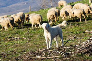 Obraz na płótnie Canvas cane pastore che controlla il gregge
