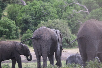 Fototapeta premium African Elephants playing by the Chobe River in Botswana