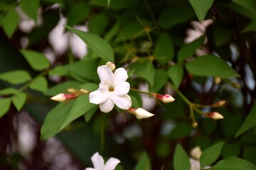 Obraz na płótnie Canvas Jasmine flowers and buds (Jasminum). In aromatherapy, they are used as an aphrodisiac, pain reliever, and antidepressant, as well as a muscle relaxant and sleep promoter.