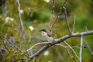 Baby Warbler (Sylvia hortensis) perched on a rose bush on its first flights.