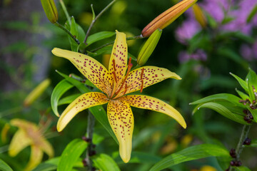 Yellow garden Lily on a natural background.