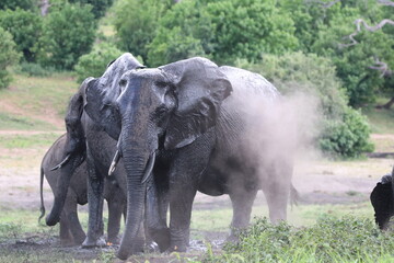 Obraz premium African Elephants playing by the Chobe River in Botswana
