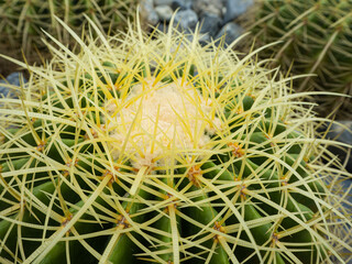 Close up shot on the green cactus with yellow spine