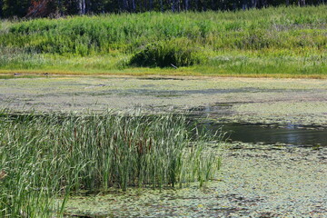 river with reeds and algae on the background of the forest