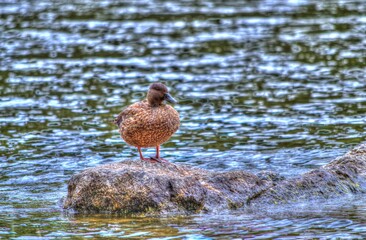 Canard sur une pierre