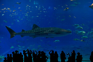 Obraz premium ジンベエザメ