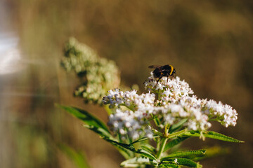 Bee on a dwarf elder (sambucus ebulus)