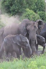 African Elephants playing by the Chobe River in Botswana