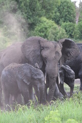 Fototapeta premium African Elephants playing by the Chobe River in Botswana