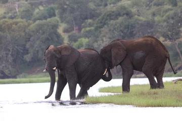 Fotobehang African Elephants playing by the Chobe River in Botswana © ChrisOvergaard