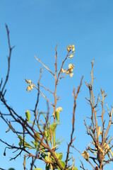 yellow tree branches