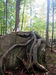 branches of a tree in the forest