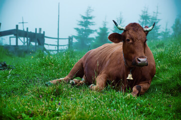 Dairy cow lying at meadow