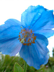 Blue Himalayan Poppy.