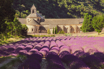 Abbey of Senanque and field of lavender flowers in blossom. Gordes, Luberon, Vaucluse, Provence, France, Europe.
