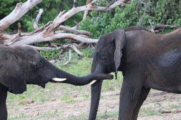 African Elephants playing by the Chobe River in Botswana
