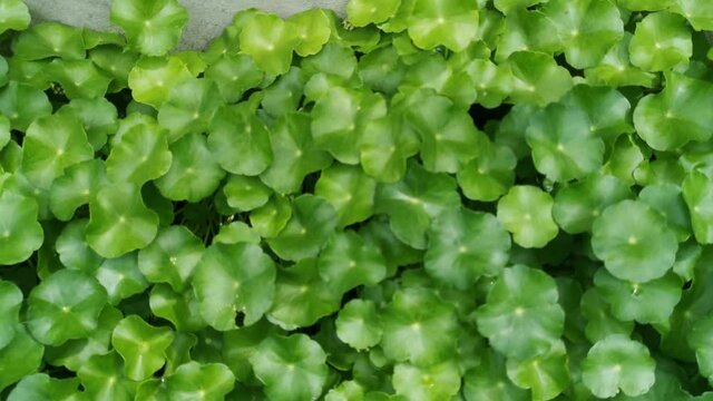 Blur gotu kola natural green
