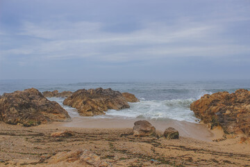 wild animals on the beach