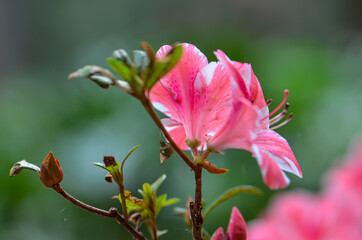 Floral Close Up Nature Photography Blurred green background and pink flower 