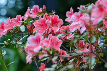 Obraz premium Floral Close Up Nature Photography Blurred green background and pink flower 