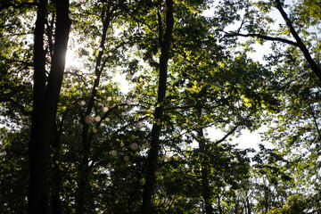 Sonnenstrahlen im Wald zwischen den Bäumen mit Bokeh aus Fliegen im Vordergrund