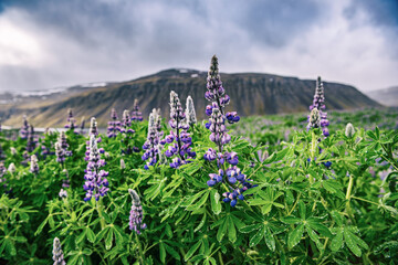 Blooming lupins in Iceland