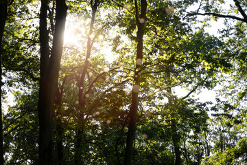 Fototapeta premium Sonnenstrahlen im Wald zwischen den Bäumen mit Bokeh aus Fliegen im Vordergrund