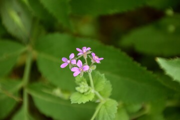 Purple musk flowers (Erodium moschatum), with a strong musky odor.
