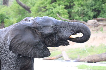 African Elephants playing by the Chobe River in Botswana