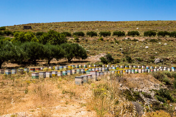Colorful wooden beehives among olive trees