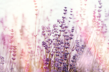 Soft focus on lavender flowers, flowering lavender flowers in flower garden - 366505948