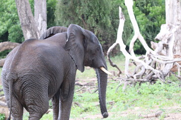 African Elephants playing by the Chobe River in Botswana