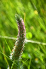 Trifolium angustifolium with pink flowers on mountain embankment.