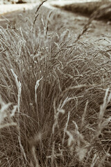 Field of wild cocksfoot bluegrass plant stalks