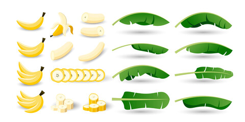 Set of banana fruit vector. Whole, cut in half, sliced on pieces banana. Premium vector