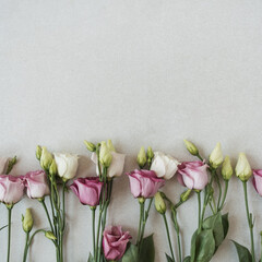 Roses flowers on grey background. Flat lay, top view floral holiday celebration composition. Wedding, Valentine's Day, Mothers Day.