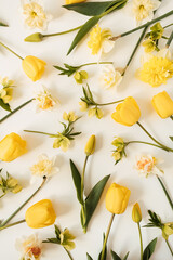 Yellow narcissus and tulip flowers pattern on white background. Flat lay, top view floral festive holiday texture