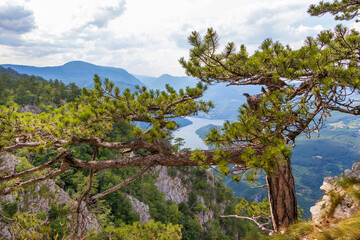 Fototapeta na wymiar Tara mountain, National park in Serbia
