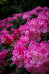 pink rhododendron flowers
