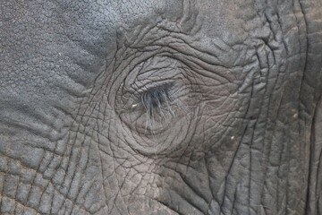 Fototapeta premium African Elephants playing in the Chobe National Park