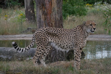 Gepard, Raubtier, 