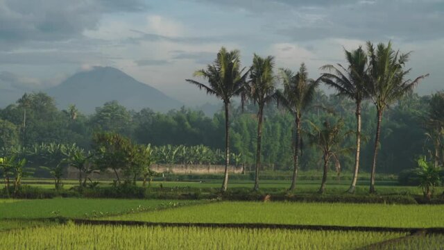 Green Ricefield and Silhouette of Mount Merbabu Mount Merapi Volcano in Yogyakarta Magelang, Central Java, Indonesia Indonesian
