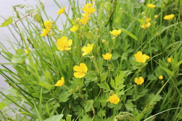 
Yellow flowers buttercups bloom in the meadow in summer