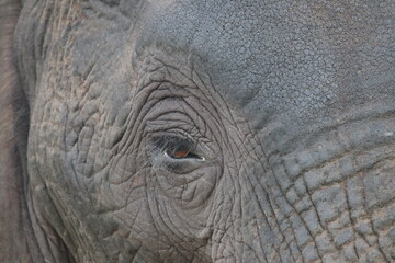 Naklejka premium African Elephants playing in the Chobe National Park